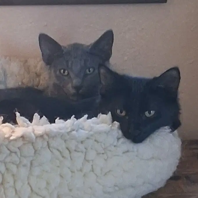 Oscar And Grover image 3