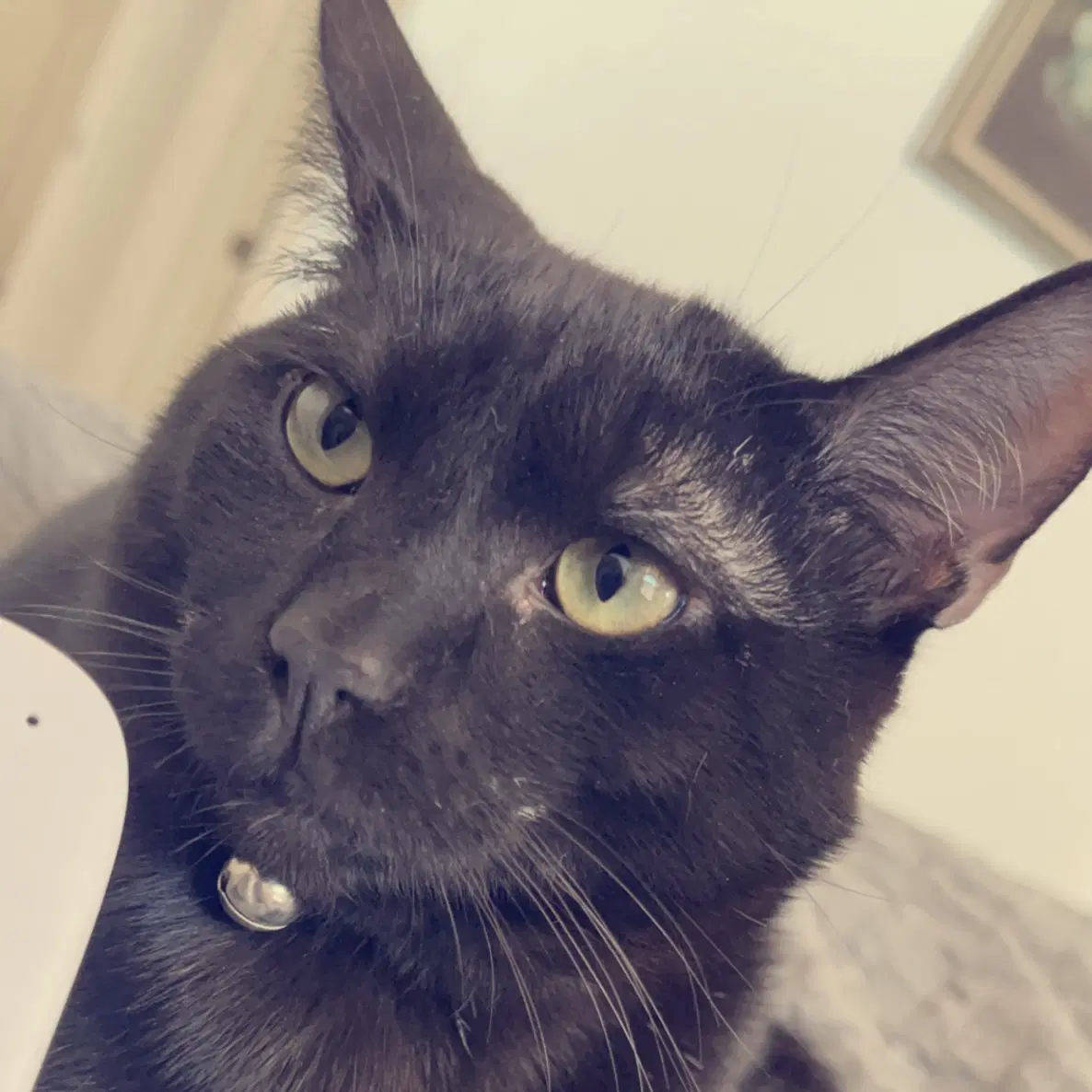 Jack Jack - Domestic Short Hair