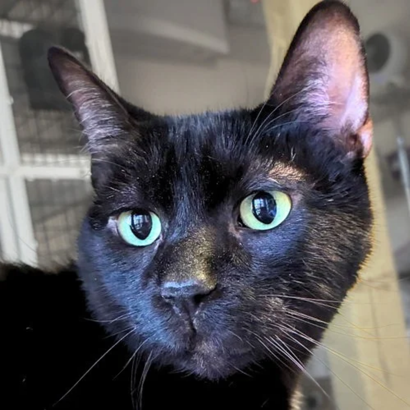 Jack Jack, an adult male cat up for adoption