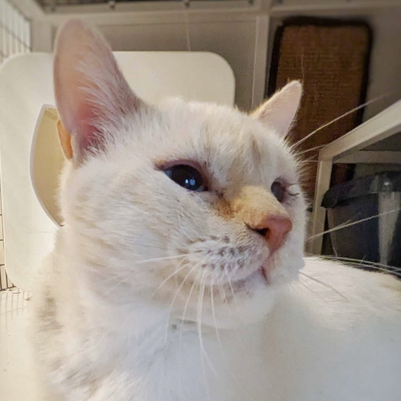 Sabi Sabi, an adult male Siamese cat up for adoption