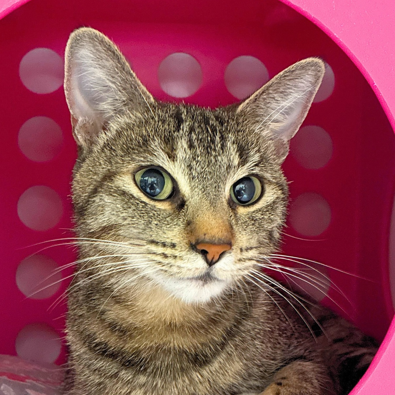 Fleur, Domestic Short Hair