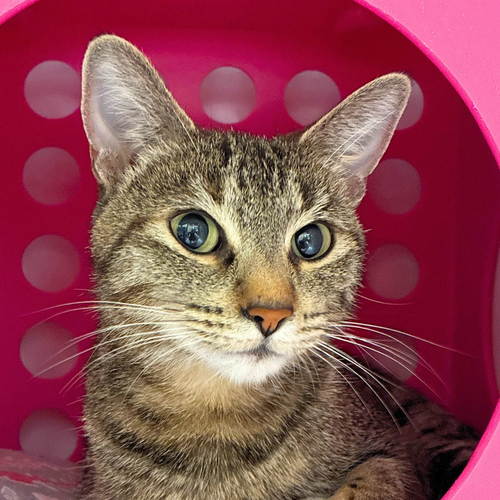 Fleur, a cat for adoption from Felines & Friends New Mexico