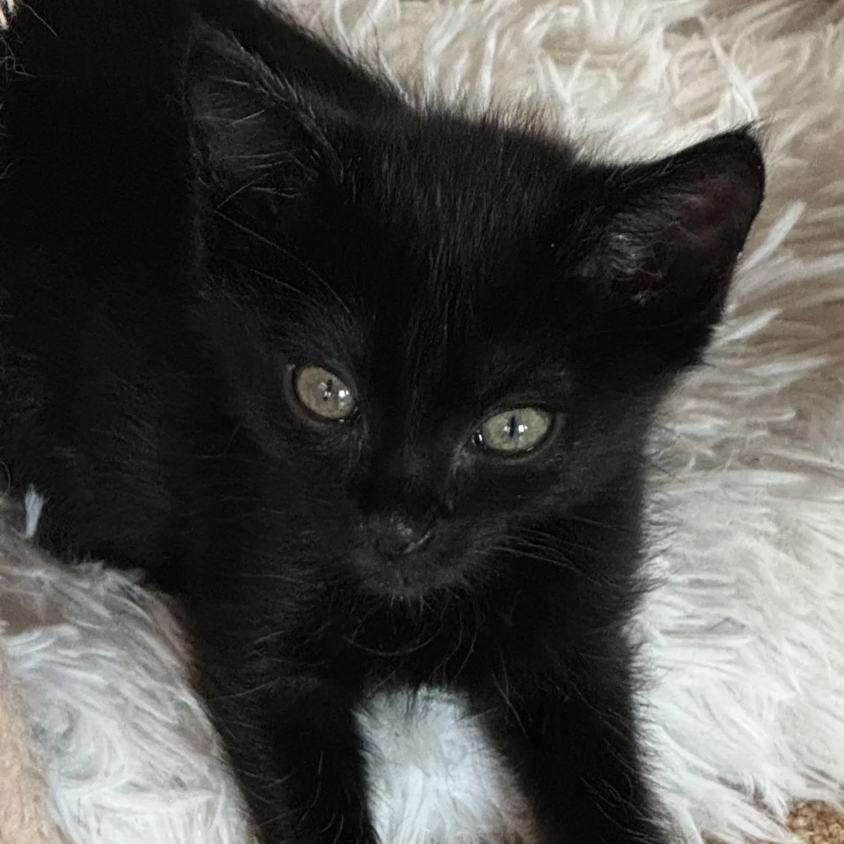 Amo - Domestic Short Hair