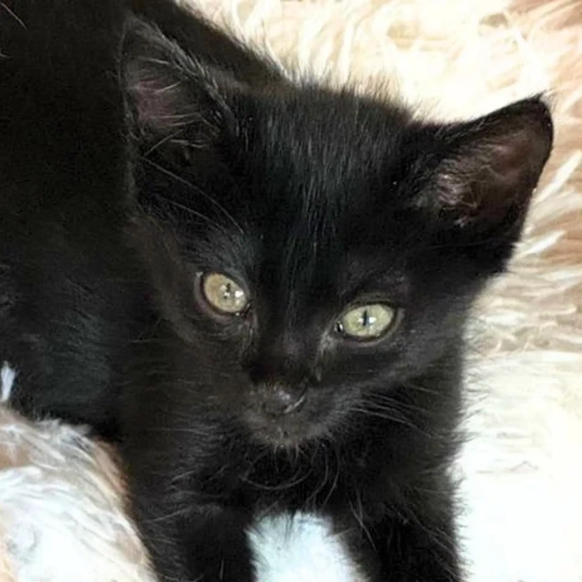 Amo - Domestic Short Hair