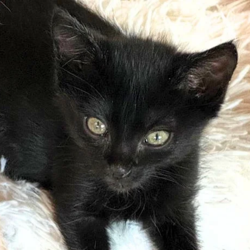 Amo, a male kitten up for adoption