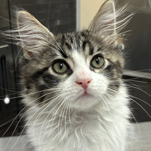Pancho, a cat for adoption from Felines & Friends New Mexico