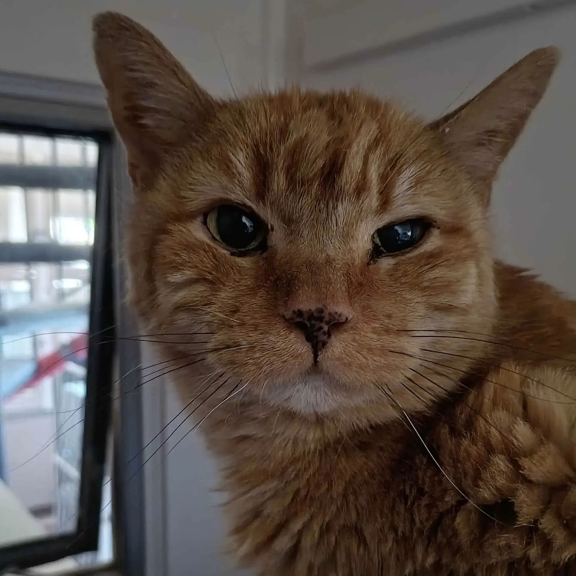 Diego - Domestic Medium Hair