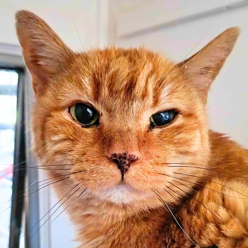 Diego, a senior male cat up for adoption