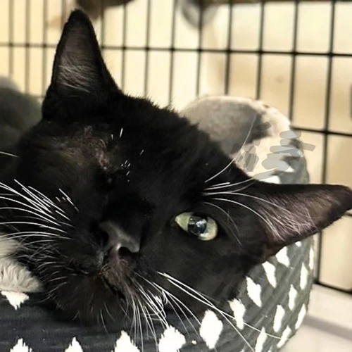 Gremlina, a cat for adoption from Felines & Friends New Mexico