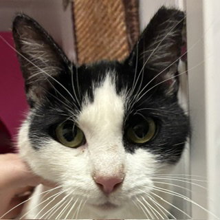 Mooshi Mooshi, a cat for adoption from Felines & Friends New Mexico