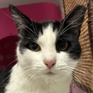 Mooshi Mooshi image 2