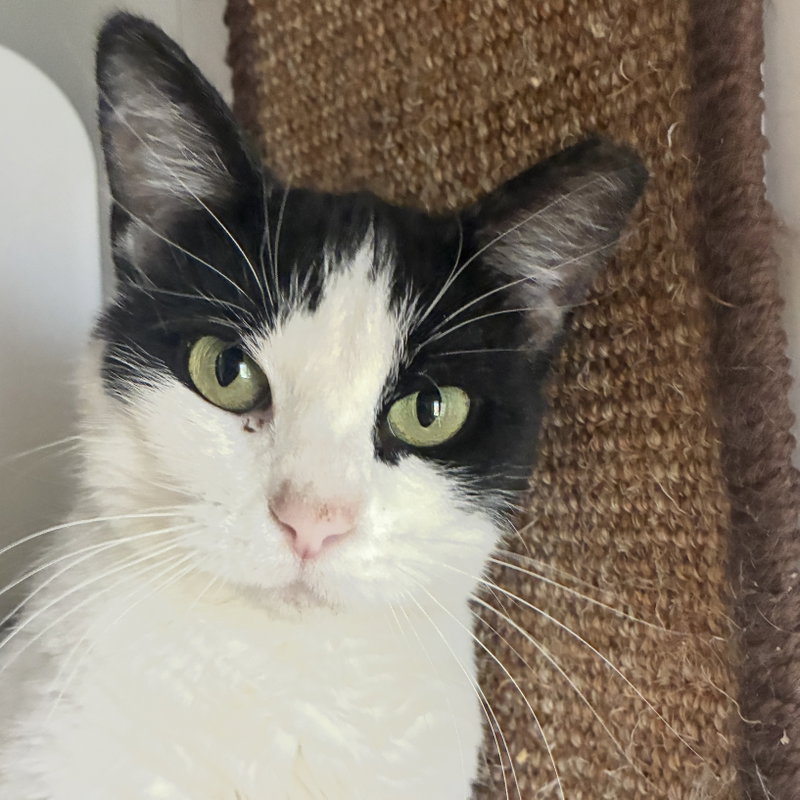 Mooshi Mooshi, an adult female cat up for adoption