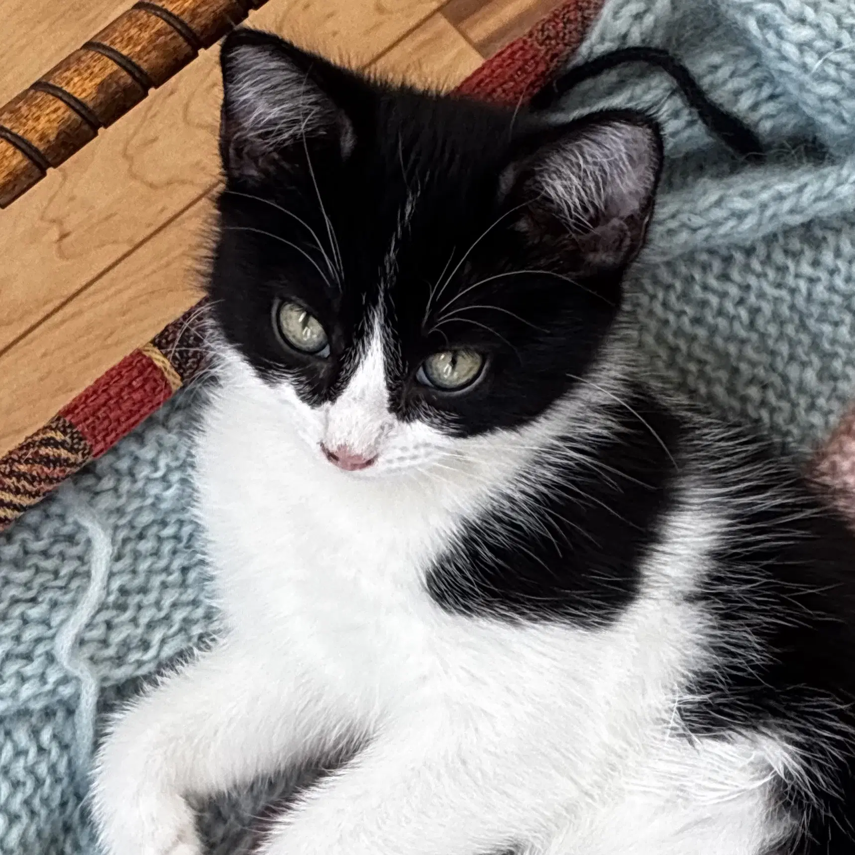 Anarchy - Domestic Short Hair