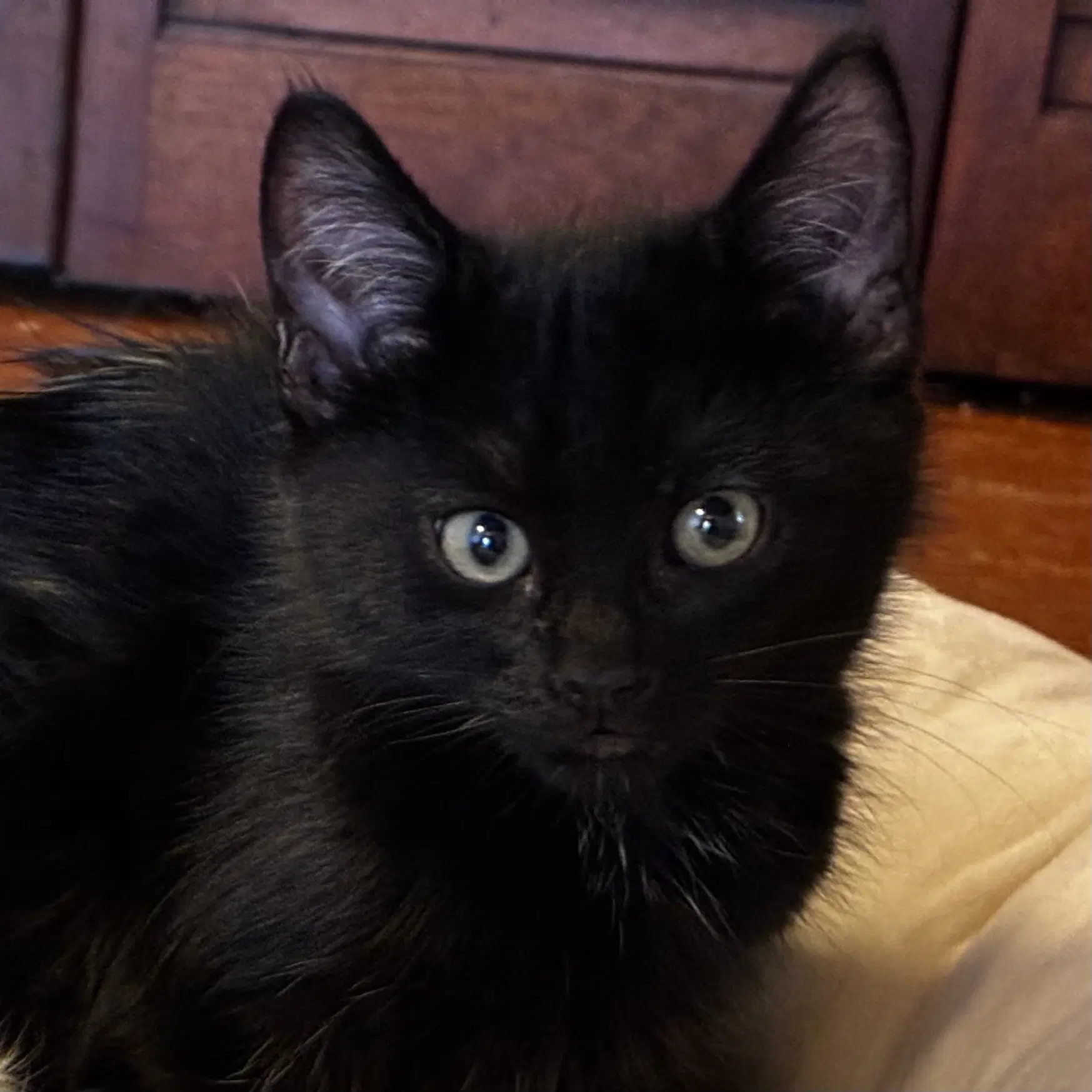 Pandemonium - Domestic Short Hair