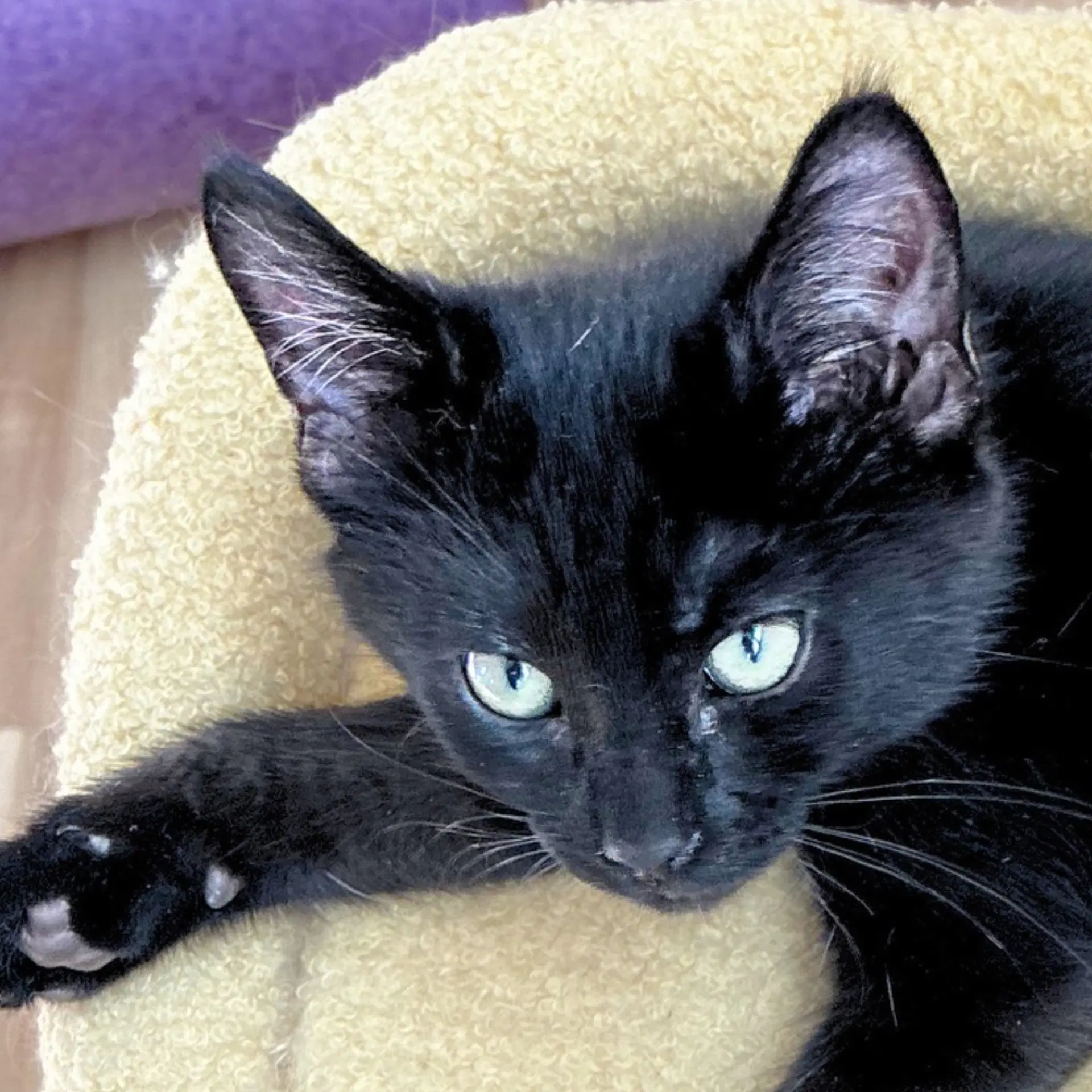Pandemonium - Domestic Short Hair