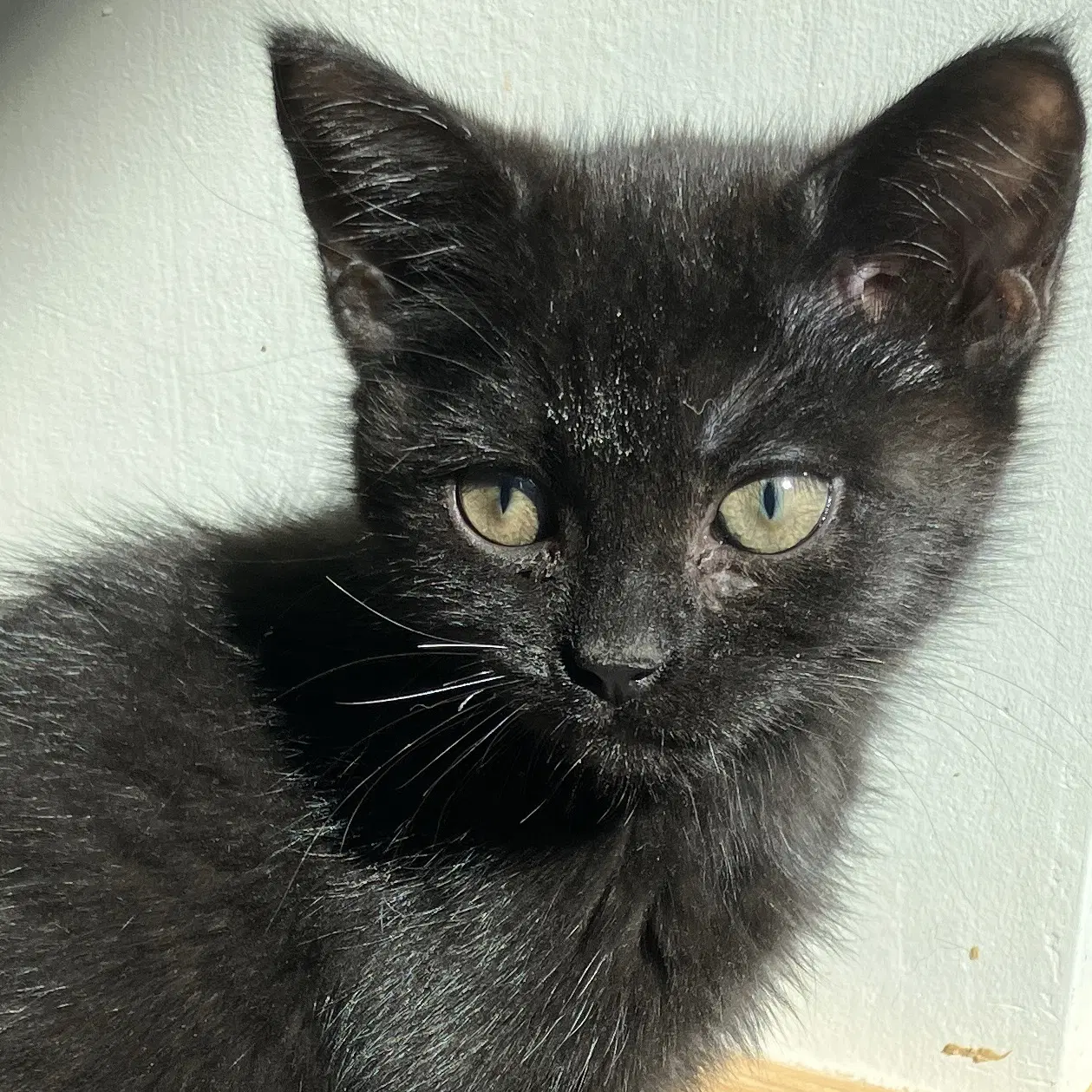 Ruckus - Domestic Short Hair