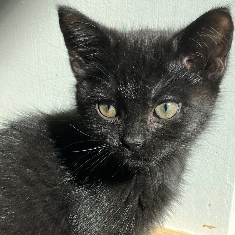 Ruckus, a female kitten up for adoption