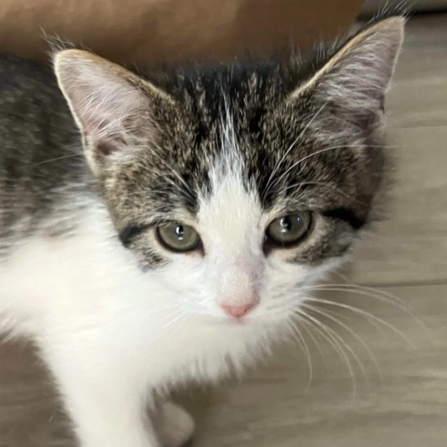 Rager - Domestic Short Hair
