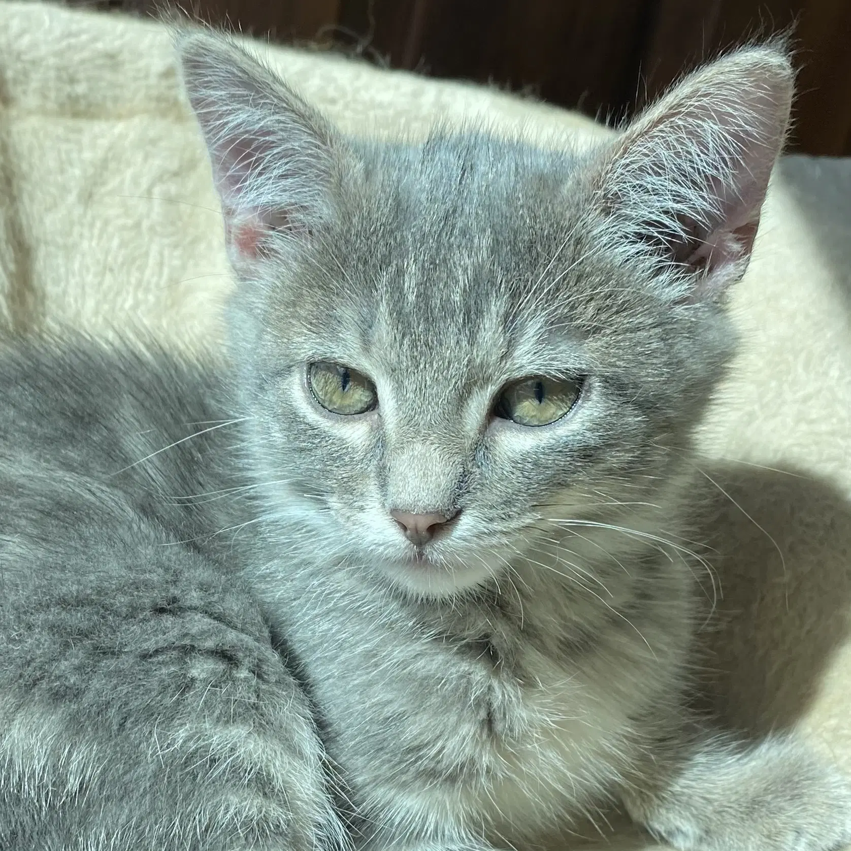 Rebel - Domestic Short Hair