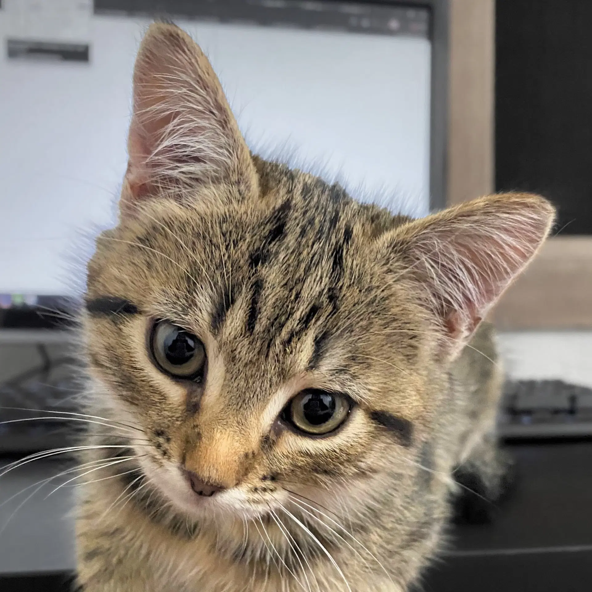 Hazard - Domestic Short Hair