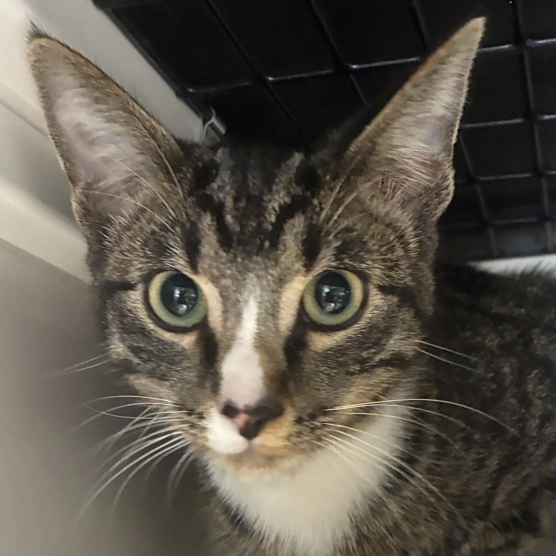 Tweety - Domestic Short Hair