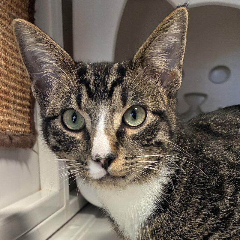 Tweety, a young male cat up for adoption