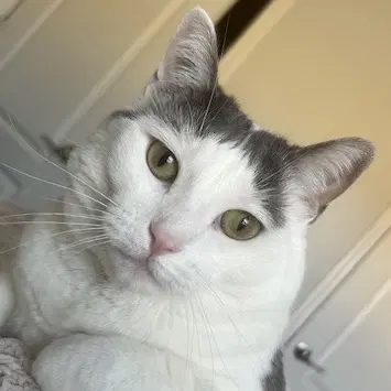 Frida - Domestic Short Hair