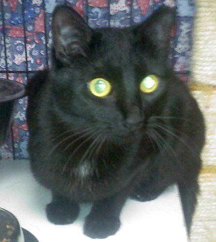 INKY [PERMANENT FOSTER] - Domestic Medium Hair available for adoption