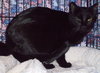 Inky [Permanent Foster] - Photo 3