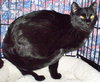 Inky [Permanent Foster] - Photo 4