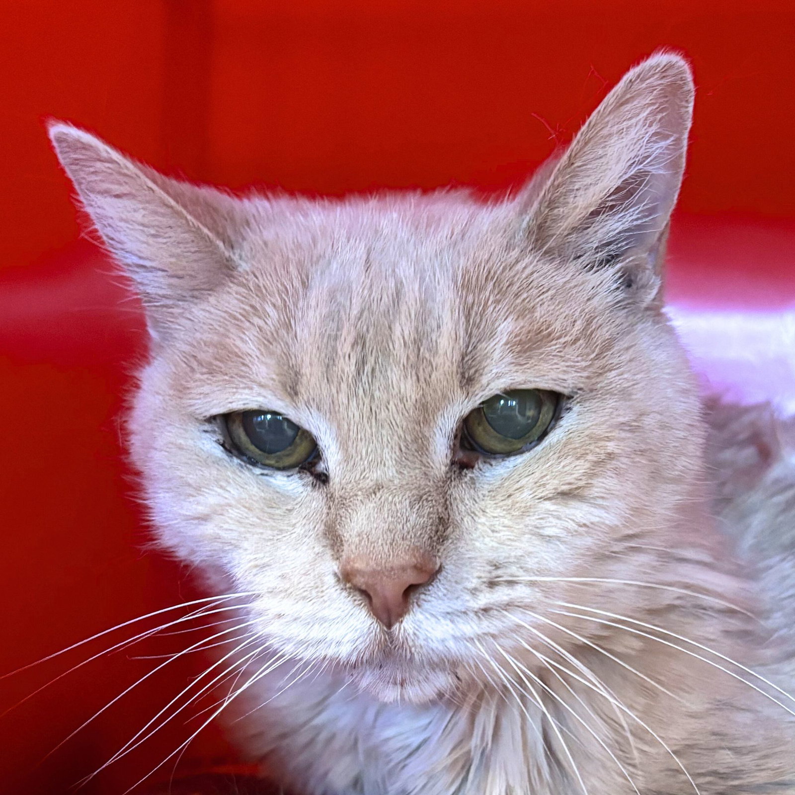 Beijey [Permanent Foster] Image