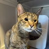 adoptable Cat in sf, NM named Little B