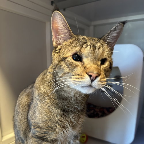 LITTLE B [PERMANENT FOSTER] - Domestic Short Hair / Tabby available for adoption
