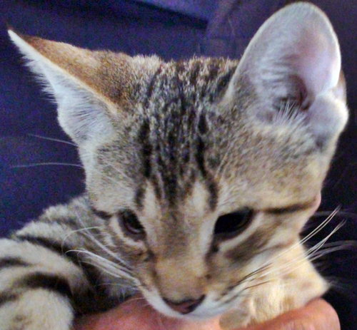 LITTLE B [PERMANENT FOSTER] - Domestic Short Hair / Tabby available for adoption