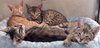Little B [Permanent Foster] - Photo 3