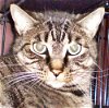 adoptable Cat in , NM named Calliope [PF]