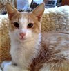 adoptable Cat in , NM named Rocio