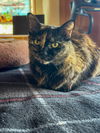 adoptable Cat in sf, NM named Petra [Permanent Foster]