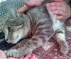 adoptable Cat in  named Bambino