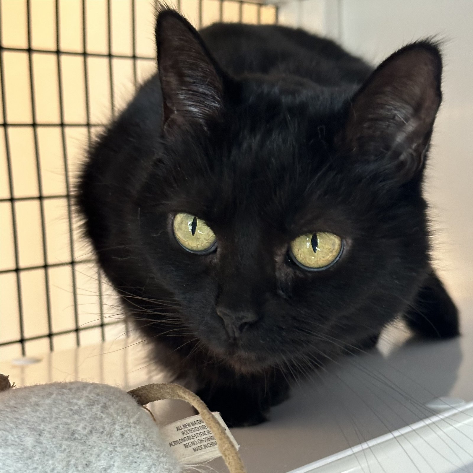 adoptable Cat in SF, NM named Rimi (Mindy)