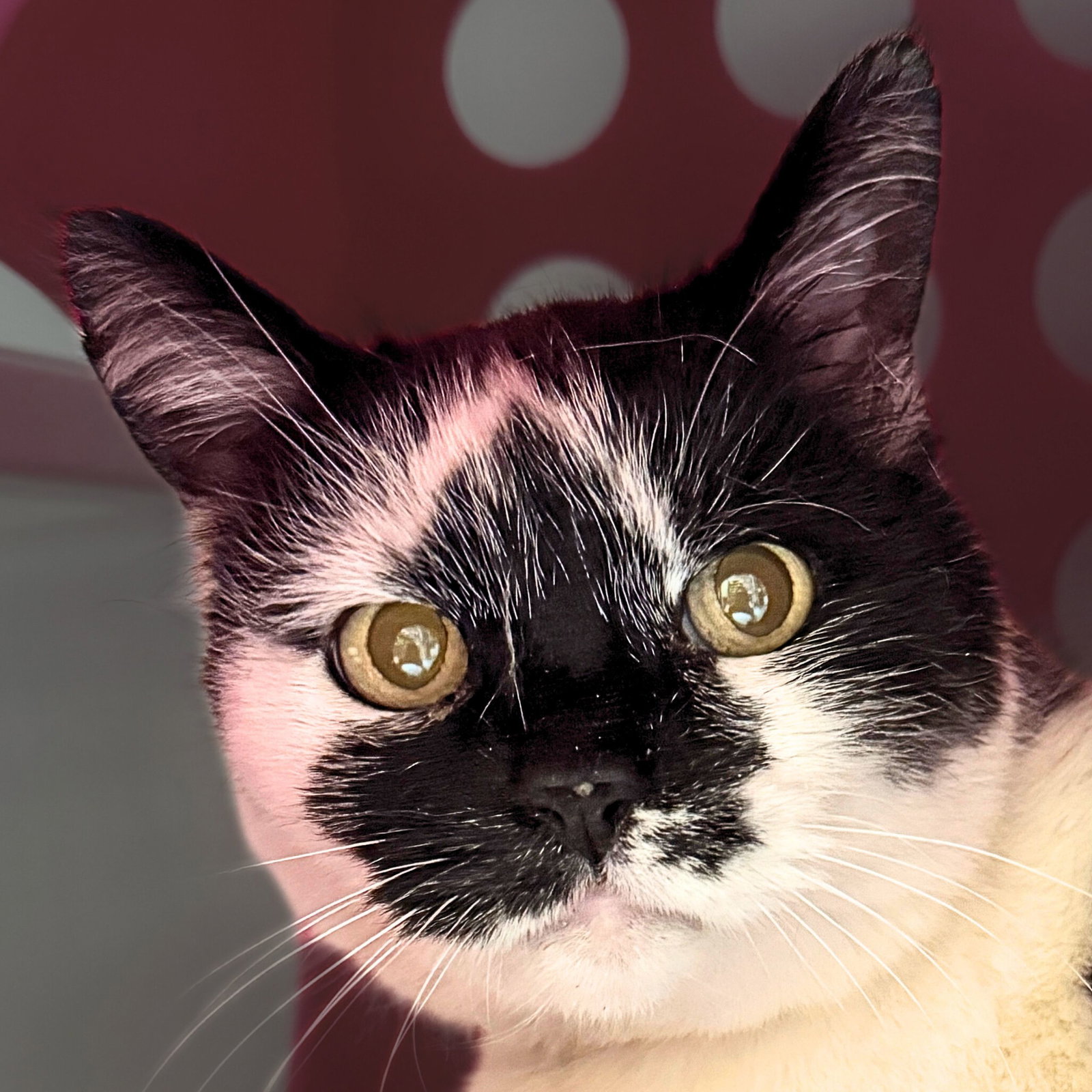 Nicolette [Permanent Foster] Image