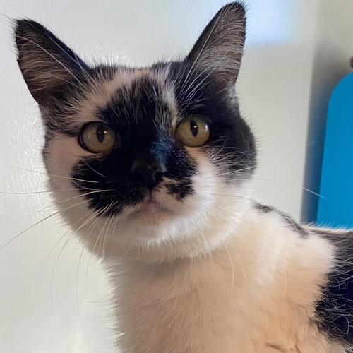 Nicolette [Permanent Foster]