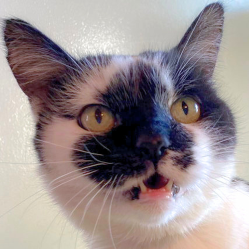 Nicolette [Permanent Foster], Senior Domestic Short Hair / Mixed (short coat), cat for adoption in Sf, New Mexico