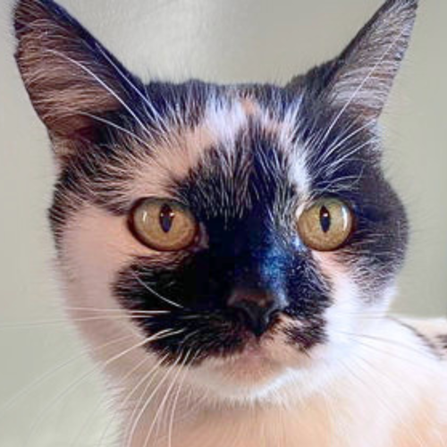 Photo 2 of Nicolette [Permanent Foster]