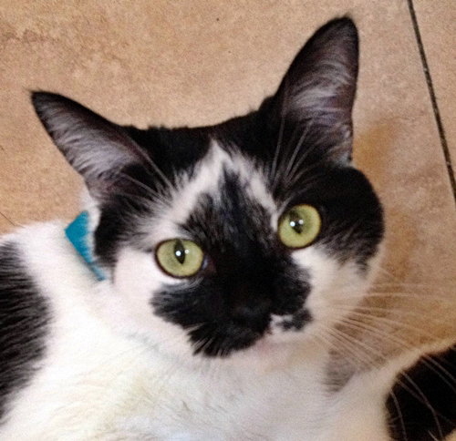 Photo 4 of Nicolette [Permanent Foster]