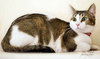 Nina [Permanent Foster] - Photo 3