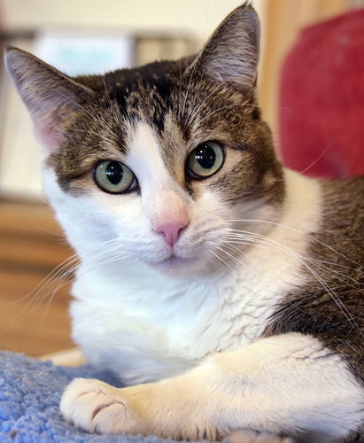 NINA [PERMANENT FOSTER] - Domestic Short Hair / Tabby available for adoption