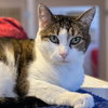 Nina [Permanent Foster] - Photo 4