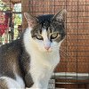 adoptable Cat in , NM named Nina [Permanent Foster]