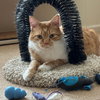 Corley - Photo 2